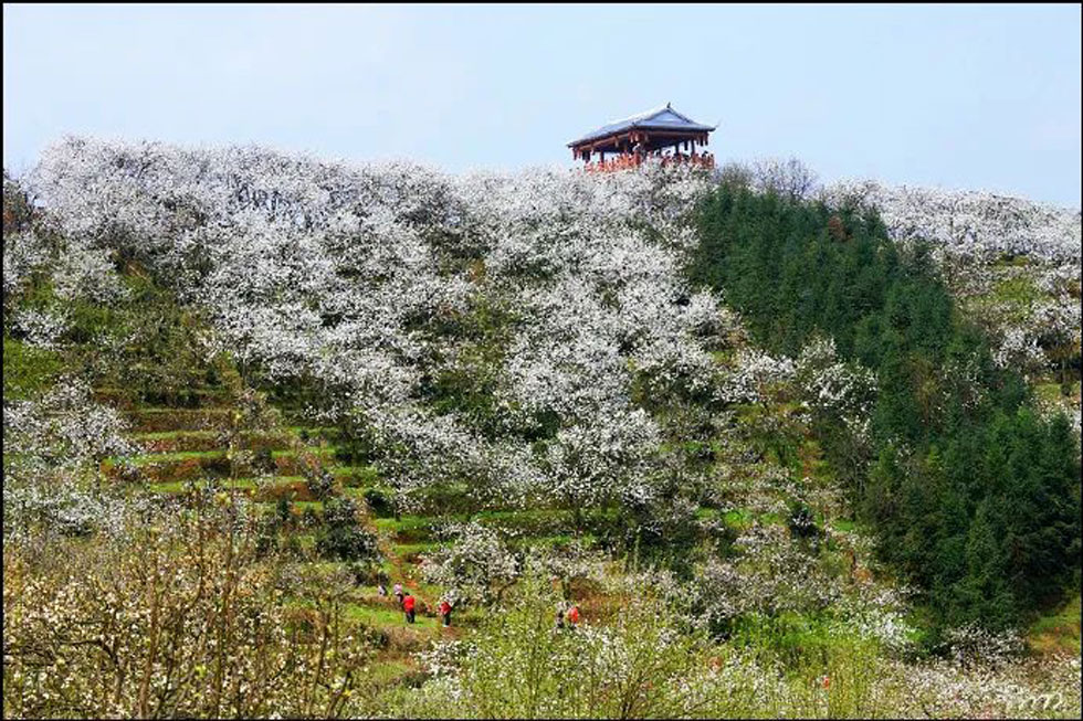 【春天,广西桂林灌阳县向您发出邀请!】我们在灌阳看梨花 - 游山玩水 - 玉林生活社区 - 玉林28生活网 yulin.28life.net