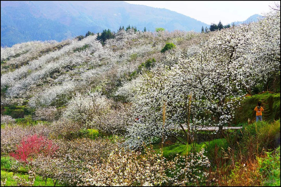 【春天,广西桂林灌阳县向您发出邀请!】我们在灌阳看梨花 - 游山玩水 - 玉林生活社区 - 玉林28生活网 yulin.28life.net
