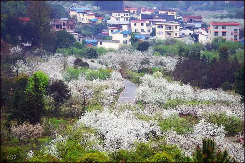 【春天,广西桂林灌阳县向您发出邀请!】我们在灌阳看梨花 - 游山玩水 - 玉林生活社区 - 玉林28生活网 yulin.28life.net