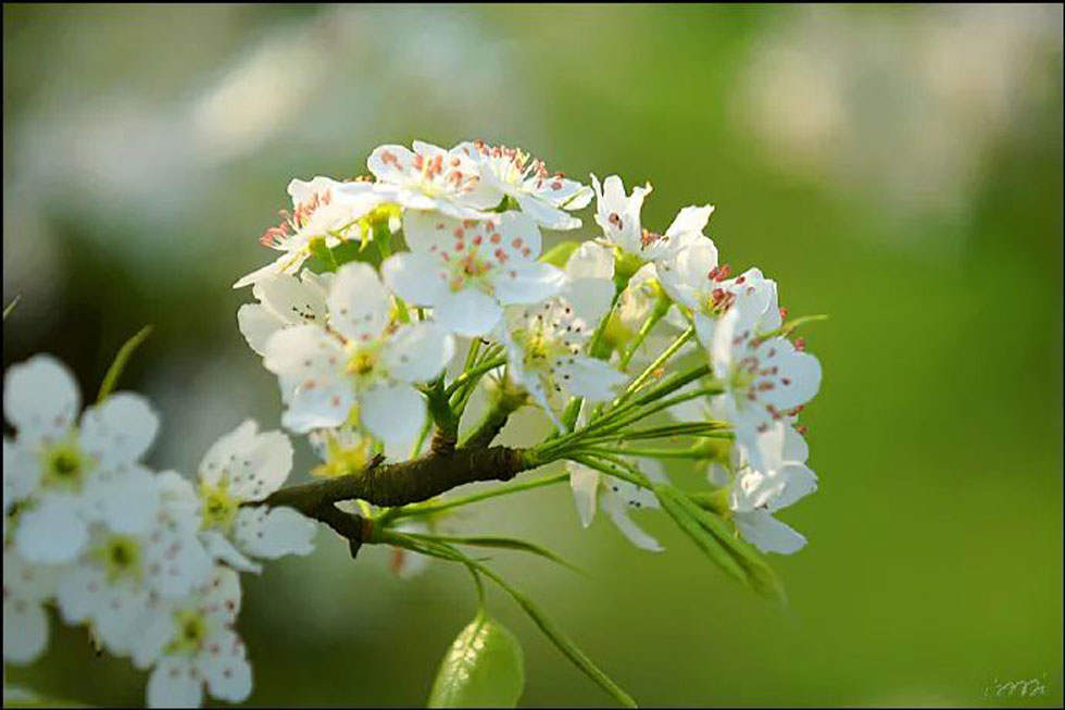 【春天,广西桂林灌阳县向您发出邀请!】我们在灌阳看梨花 - 游山玩水 - 玉林生活社区 - 玉林28生活网 yulin.28life.net