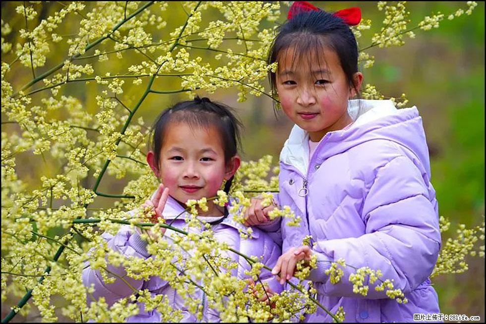 【春天，广西桂林灌阳县向您发出邀请！】米珠山前有片山苍子花在飘香 - 游山玩水 - 玉林生活社区 - 玉林28生活网 yulin.28life.net