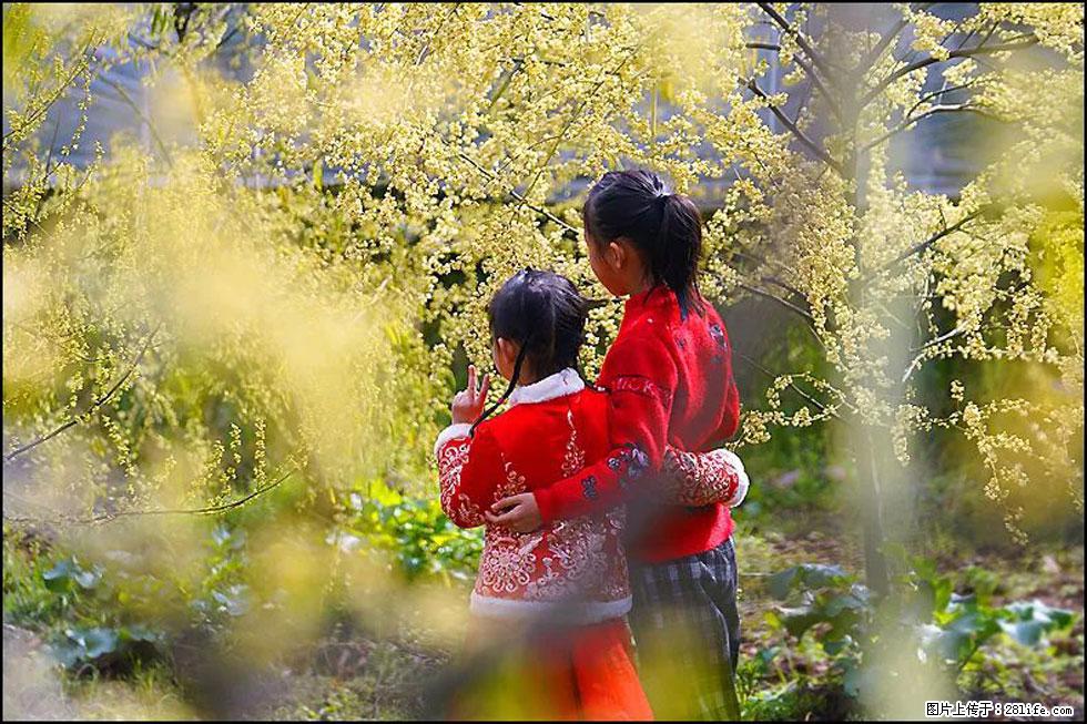 【春天，广西桂林灌阳县向您发出邀请！】米珠山前有片山苍子花在飘香 - 游山玩水 - 玉林生活社区 - 玉林28生活网 yulin.28life.net