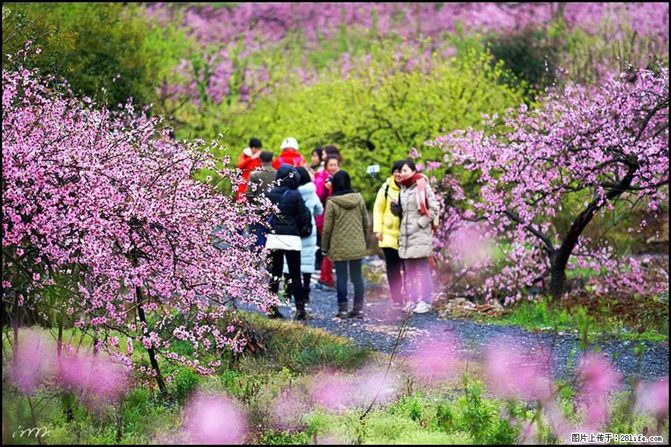 【春天，广西桂林灌阳县向您发出邀请！】官庄村有个醉美的桃花园 - 游山玩水 - 玉林生活社区 - 玉林28生活网 yulin.28life.net