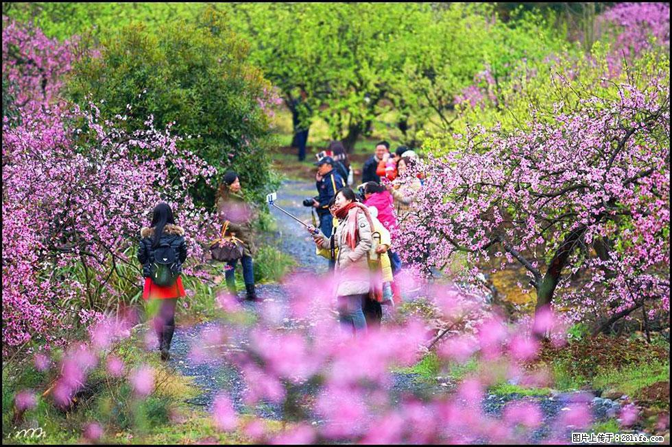 【春天，广西桂林灌阳县向您发出邀请！】官庄村有个醉美的桃花园 - 游山玩水 - 玉林生活社区 - 玉林28生活网 yulin.28life.net