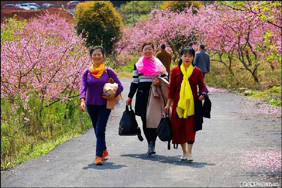 【春天，广西桂林灌阳县向您发出邀请！】官庄村有个醉美的桃花园 - 游山玩水 - 玉林生活社区 - 玉林28生活网 yulin.28life.net