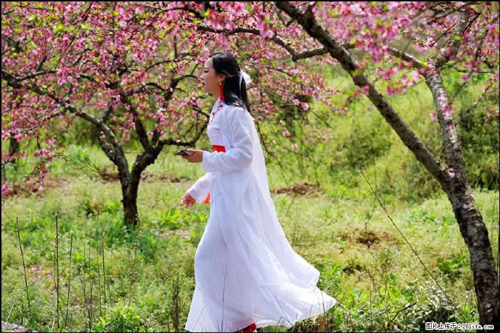【春天，广西桂林灌阳县向您发出邀请！】官庄村有个醉美的桃花园 - 游山玩水 - 玉林生活社区 - 玉林28生活网 yulin.28life.net