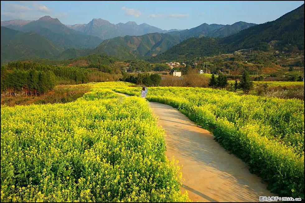【春天,广西桂林灌阳县向您发出邀请!】长坪村油菜盛情花开 - 游山玩水 - 玉林生活社区 - 玉林28生活网 yulin.28life.net