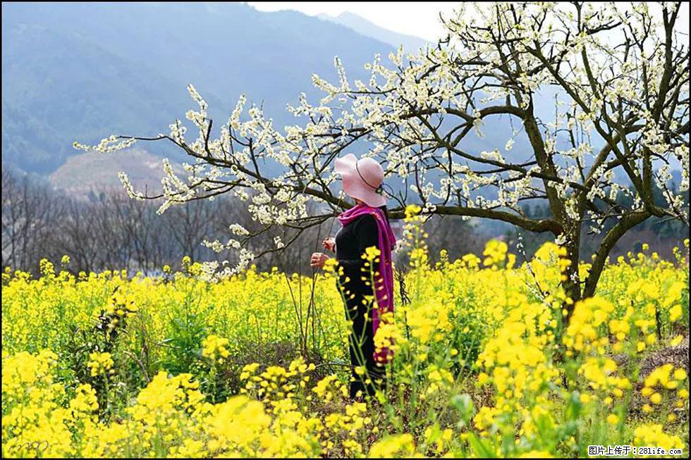 【春天,广西桂林灌阳县向您发出邀请!】长坪村油菜盛情花开 - 游山玩水 - 玉林生活社区 - 玉林28生活网 yulin.28life.net