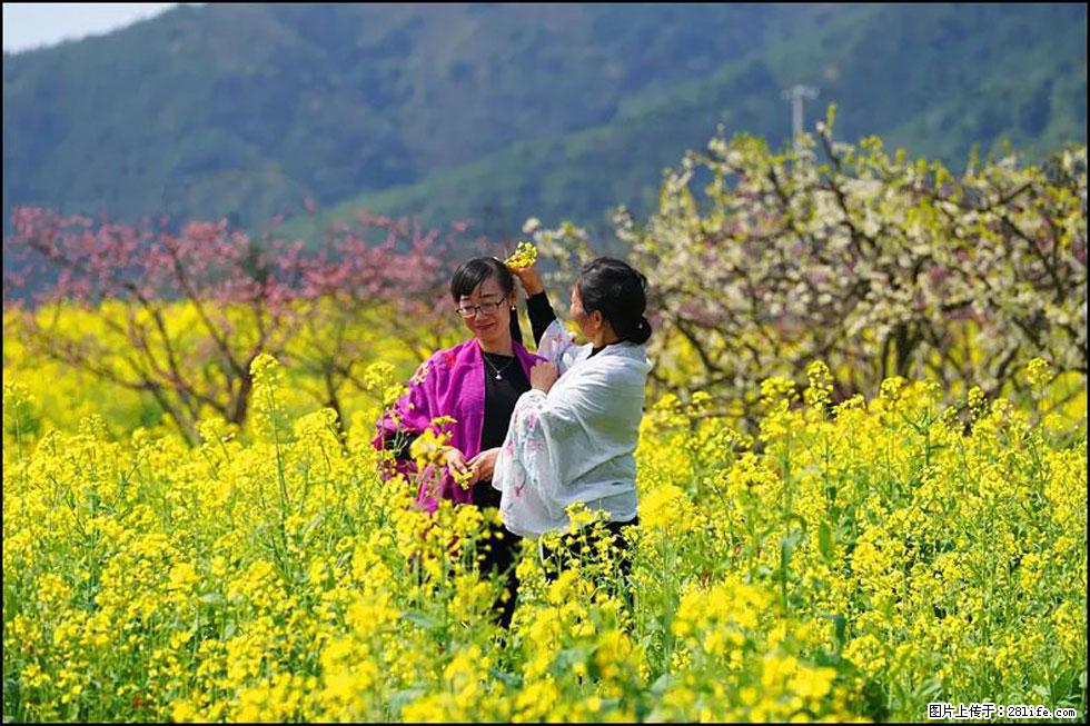 【春天,广西桂林灌阳县向您发出邀请!】长坪村油菜盛情花开 - 游山玩水 - 玉林生活社区 - 玉林28生活网 yulin.28life.net