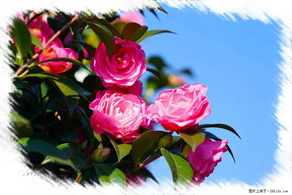 【春天，广西桂林灌阳县向您发出邀请！】杨柳井茶花惹人爱 - 游山玩水 - 玉林生活社区 - 玉林28生活网 yulin.28life.net