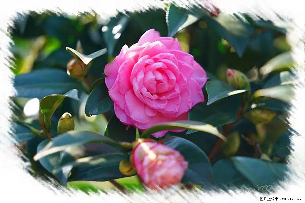 【春天，广西桂林灌阳县向您发出邀请！】杨柳井茶花惹人爱 - 游山玩水 - 玉林生活社区 - 玉林28生活网 yulin.28life.net