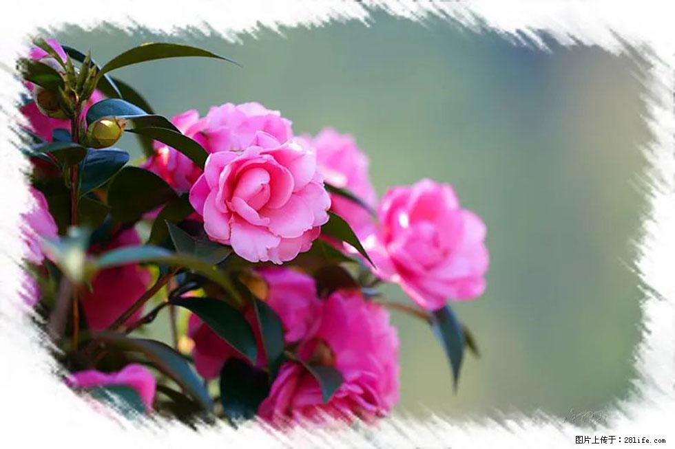 【春天，广西桂林灌阳县向您发出邀请！】杨柳井茶花惹人爱 - 游山玩水 - 玉林生活社区 - 玉林28生活网 yulin.28life.net