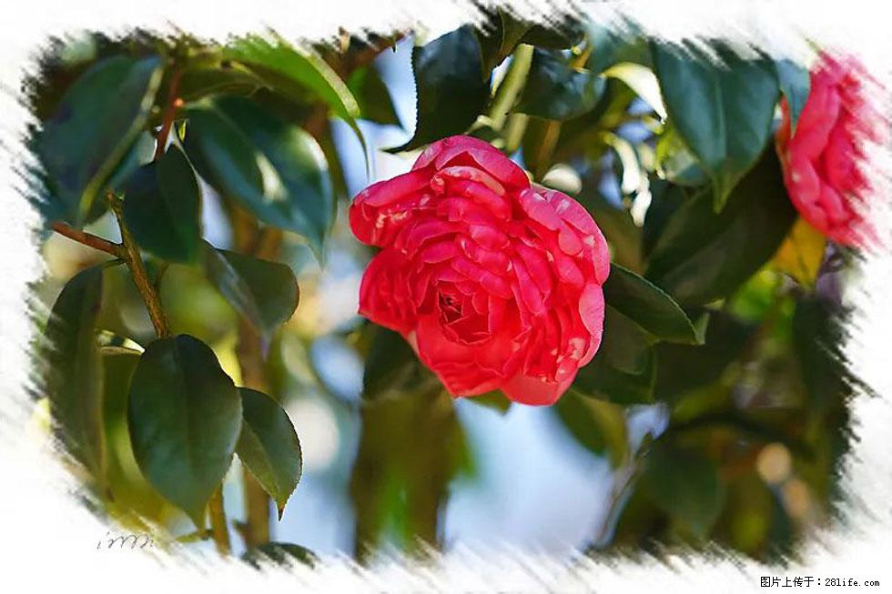 【春天，广西桂林灌阳县向您发出邀请！】杨柳井茶花惹人爱 - 游山玩水 - 玉林生活社区 - 玉林28生活网 yulin.28life.net
