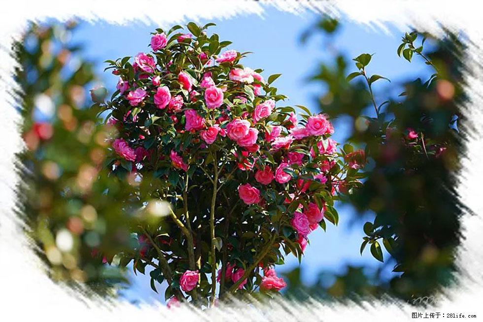 【春天，广西桂林灌阳县向您发出邀请！】杨柳井茶花惹人爱 - 游山玩水 - 玉林生活社区 - 玉林28生活网 yulin.28life.net
