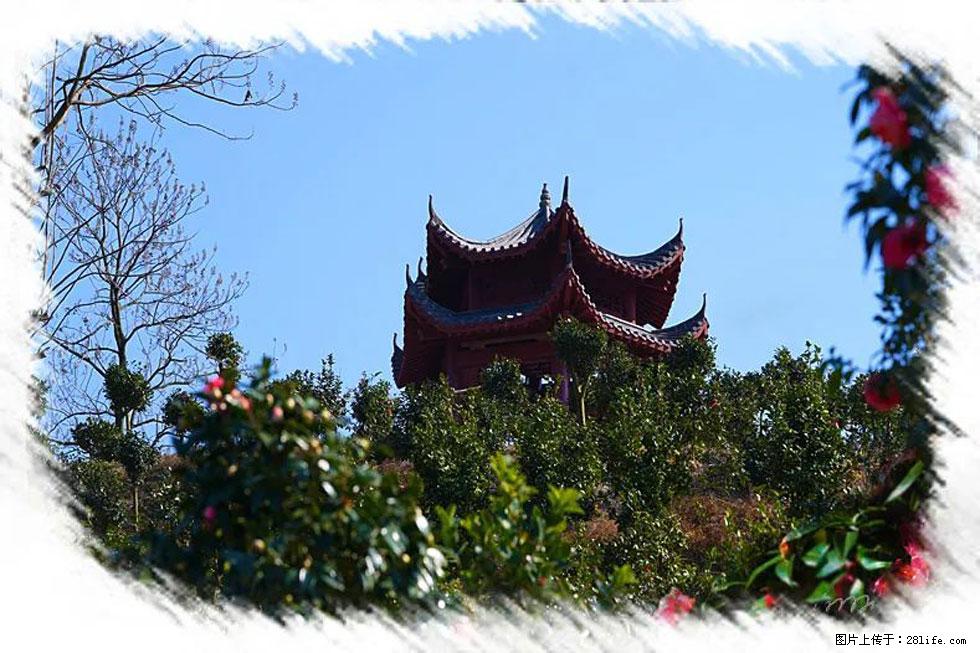【春天，广西桂林灌阳县向您发出邀请！】杨柳井茶花惹人爱 - 游山玩水 - 玉林生活社区 - 玉林28生活网 yulin.28life.net