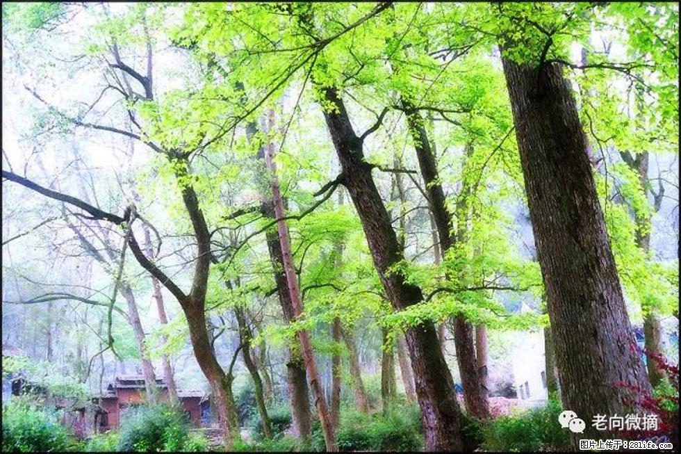【春天，广西桂林灌阳县向您发出邀请！】在小龙村与春天约会 - 游山玩水 - 玉林生活社区 - 玉林28生活网 yulin.28life.net