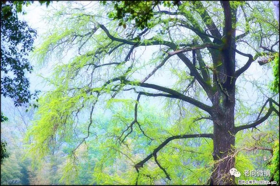 【春天，广西桂林灌阳县向您发出邀请！】在小龙村与春天约会 - 游山玩水 - 玉林生活社区 - 玉林28生活网 yulin.28life.net