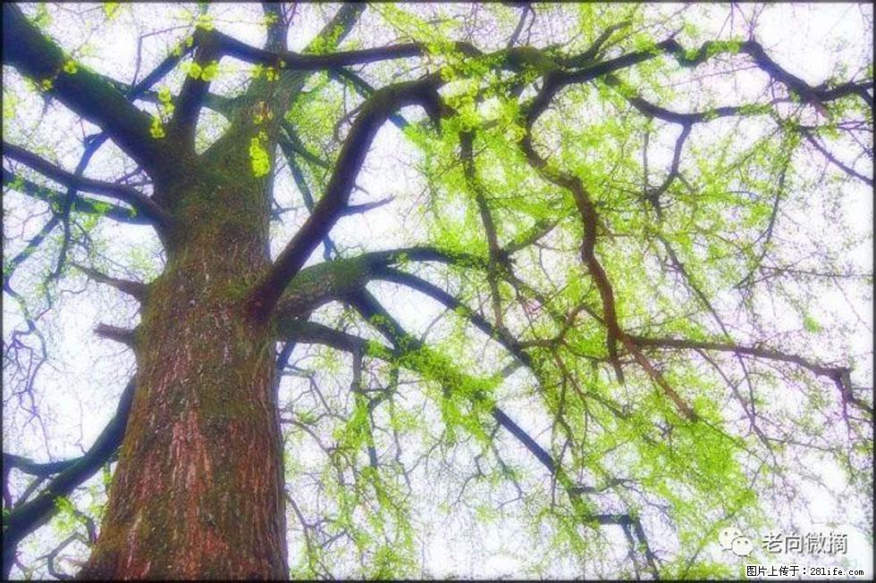 【春天，广西桂林灌阳县向您发出邀请！】在小龙村与春天约会 - 游山玩水 - 玉林生活社区 - 玉林28生活网 yulin.28life.net