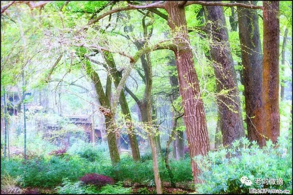 【春天，广西桂林灌阳县向您发出邀请！】在小龙村与春天约会 - 游山玩水 - 玉林生活社区 - 玉林28生活网 yulin.28life.net