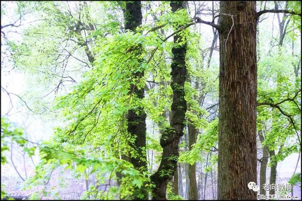 【春天，广西桂林灌阳县向您发出邀请！】在小龙村与春天约会 - 游山玩水 - 玉林生活社区 - 玉林28生活网 yulin.28life.net