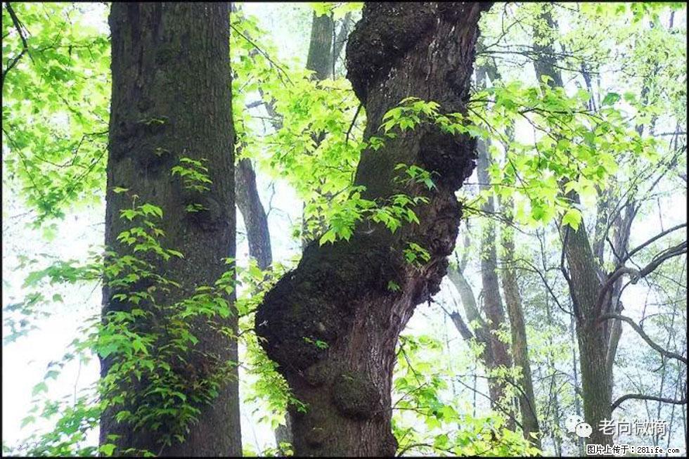 【春天，广西桂林灌阳县向您发出邀请！】在小龙村与春天约会 - 游山玩水 - 玉林生活社区 - 玉林28生活网 yulin.28life.net