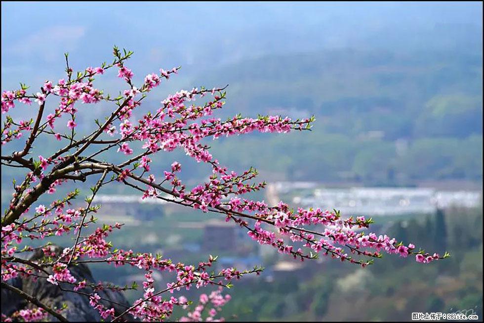 【春天，广西桂林灌阳县向您发出邀请！】望月岭上桃花开 - 游山玩水 - 玉林生活社区 - 玉林28生活网 yulin.28life.net