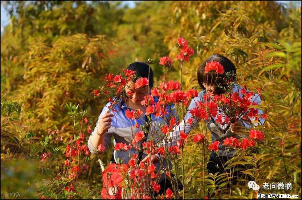 【春天，广西桂林灌阳县向您发出邀请！】登麒麟山，相约映山红 - 游山玩水 - 玉林生活社区 - 玉林28生活网 yulin.28life.net