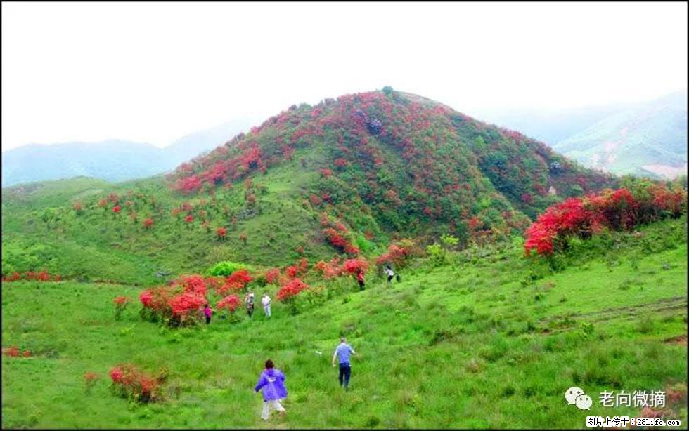 【春天，广西桂林灌阳县向您发出邀请！】宝盖山上映山红 - 游山玩水 - 玉林生活社区 - 玉林28生活网 yulin.28life.net