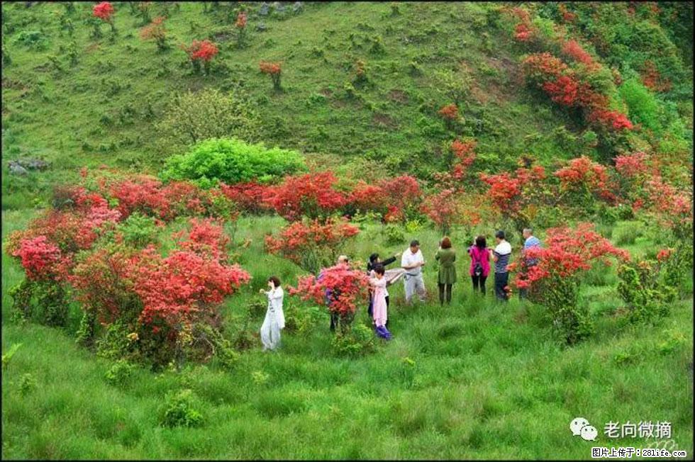 【春天，广西桂林灌阳县向您发出邀请！】宝盖山上映山红 - 游山玩水 - 玉林生活社区 - 玉林28生活网 yulin.28life.net