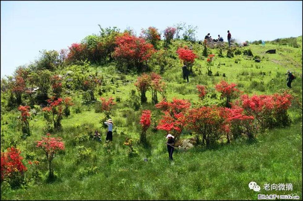 【春天，广西桂林灌阳县向您发出邀请！】宝盖山上映山红 - 游山玩水 - 玉林生活社区 - 玉林28生活网 yulin.28life.net