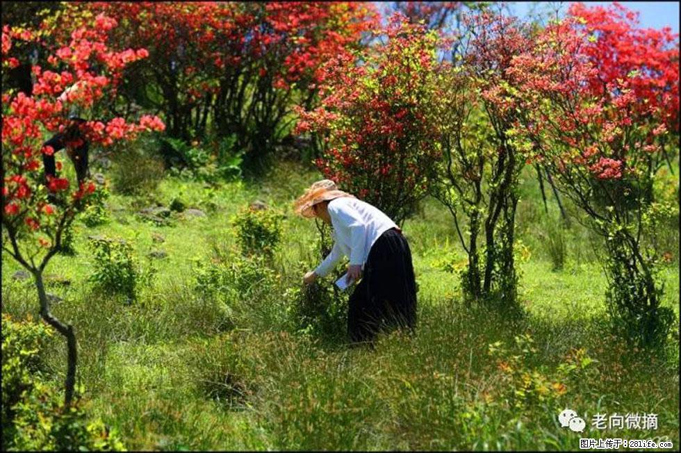 【春天，广西桂林灌阳县向您发出邀请！】宝盖山上映山红 - 游山玩水 - 玉林生活社区 - 玉林28生活网 yulin.28life.net