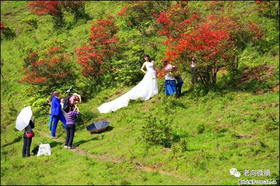 【春天，广西桂林灌阳县向您发出邀请！】宝盖山上映山红 - 游山玩水 - 玉林生活社区 - 玉林28生活网 yulin.28life.net
