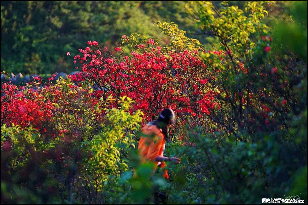 【春天，广西桂林灌阳县向您发出邀请！】春木界上映山红 - 游山玩水 - 玉林生活社区 - 玉林28生活网 yulin.28life.net