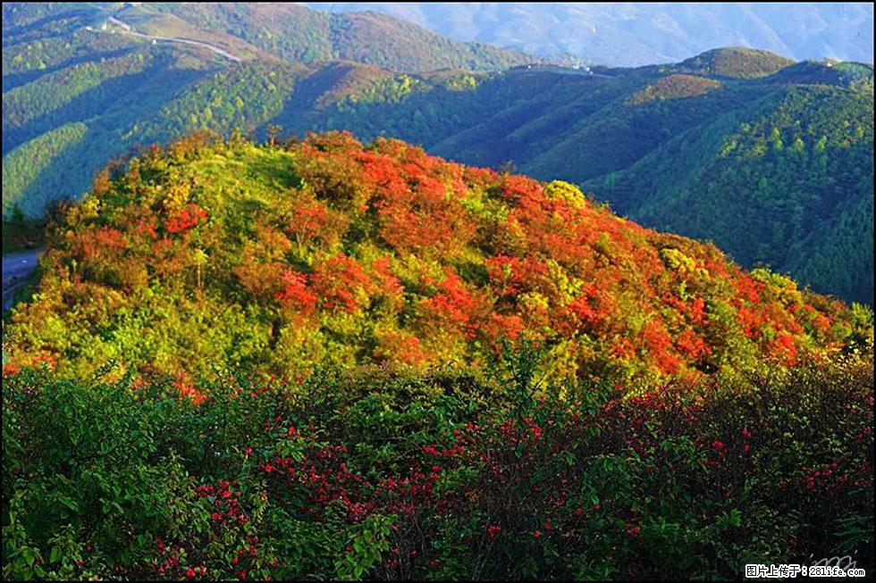 【春天，广西桂林灌阳县向您发出邀请！】春木界上映山红 - 游山玩水 - 玉林生活社区 - 玉林28生活网 yulin.28life.net