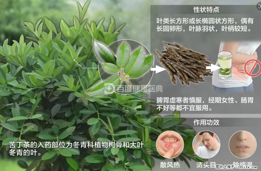 苦丁茶有哪些功效和作用 - 生活百科 - 玉林生活社区 - 玉林28生活网 yulin.28life.net