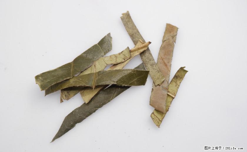 苦丁茶有哪些功效和作用 - 生活百科 - 玉林生活社区 - 玉林28生活网 yulin.28life.net