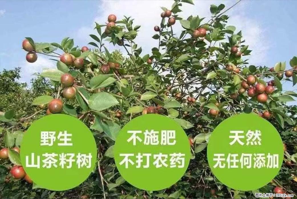【灌阳县油茶产业示范区】一个有着充实的精神生活的人，对待身外之物自会有一种淡泊的态度 - 美食天地 - 玉林生活社区 - 玉林28生活网 yulin.28life.net
