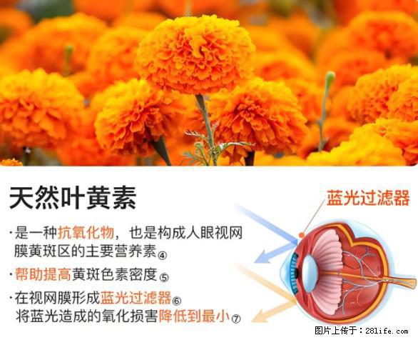 叶黄素有什么功效和作用 - 生活百科 - 玉林生活社区 - 玉林28生活网 yulin.28life.net