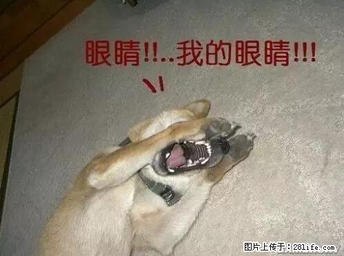 笑癫了！一女的怀孕三年未生，他终于忍不住了... - 娱乐八卦 - 玉林生活社区 - 玉林28生活网 yulin.28life.net