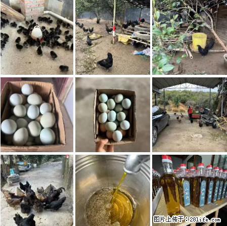 油茶园从小鸡仔开始养起的纯土鸡、土鸡蛋可以预定啦！还有前几天刚榨的纯山茶油哦 - 土特产 - 饮食特产 - 玉林分类信息 - 玉林28生活网 yulin.28life.net