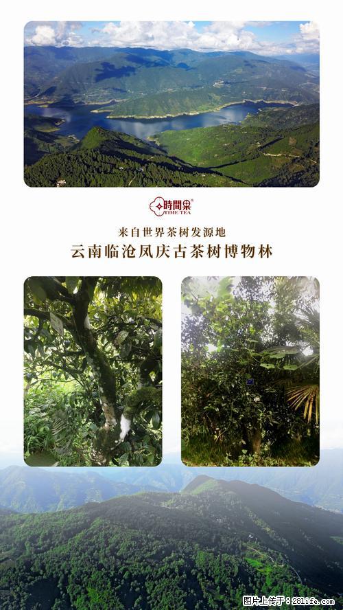 时间果百年古树2025年春红茶 - 购物交流 - 玉林生活社区 - 玉林28生活网 yulin.28life.net