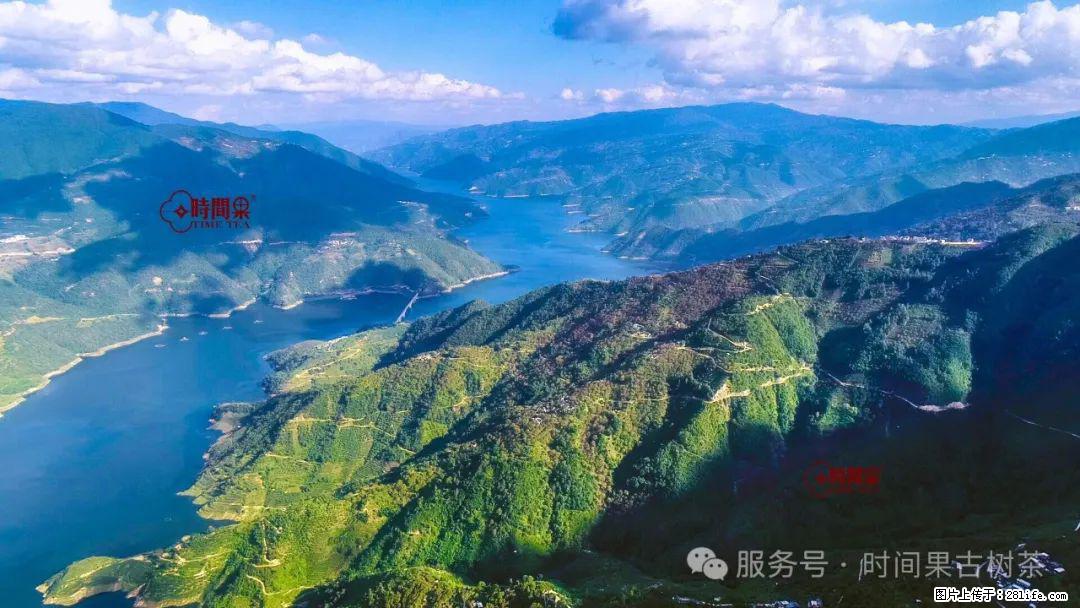 时间果百年古树龙珠普洱生茶 - 购物交流 - 玉林生活社区 - 玉林28生活网 yulin.28life.net