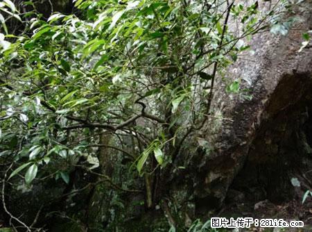 平乐石崖茶,珍贵仅次于金花茶 - 玉林生活资讯 - 玉林28生活网 yulin.28life.net