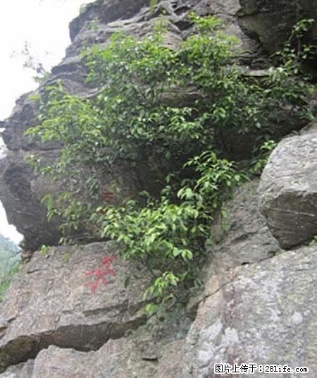 平乐石崖茶,珍贵仅次于金花茶 - 玉林生活资讯 - 玉林28生活网 yulin.28life.net