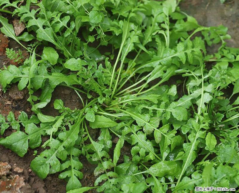 这些蔬菜是“天然钙片”，这6种被医生重点推荐 - 玉林生活资讯 - 玉林28生活网 yulin.28life.net