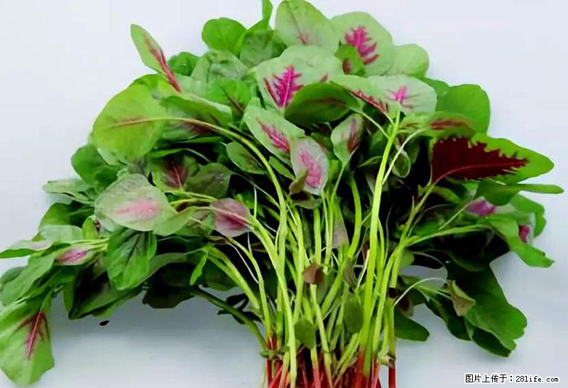 这些蔬菜是“天然钙片”，这6种被医生重点推荐 - 玉林生活资讯 - 玉林28生活网 yulin.28life.net