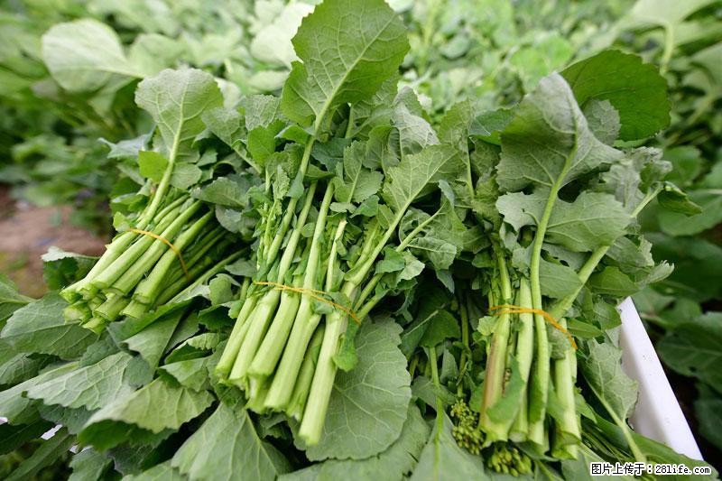 这些蔬菜是“天然钙片”，这6种被医生重点推荐 - 玉林生活资讯 - 玉林28生活网 yulin.28life.net